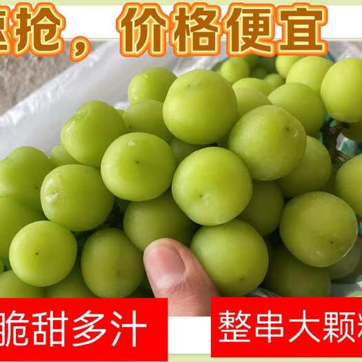 新沂市产地大量供应阳光玫瑰葡萄 规格齐全对接 市场商超渠道 存库等