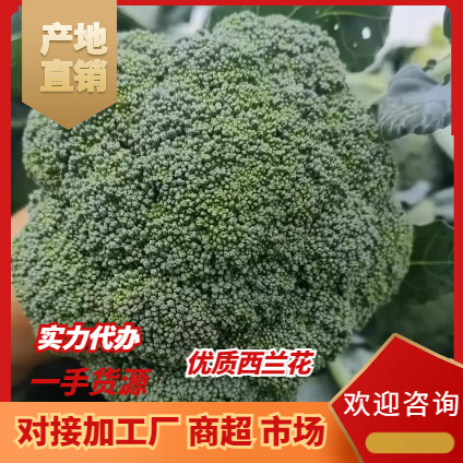 精品西蓝花 货量充足 大量供应 可视频看货