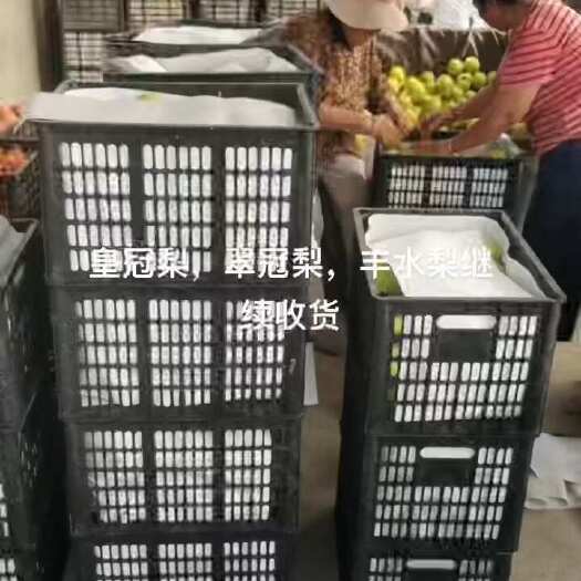 睢宁县皇冠梨，翠冠梨，丰水梨