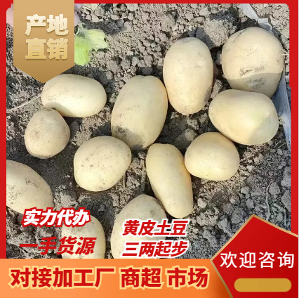通许县黄皮黄心土豆 大量上市一手货源 产地直发