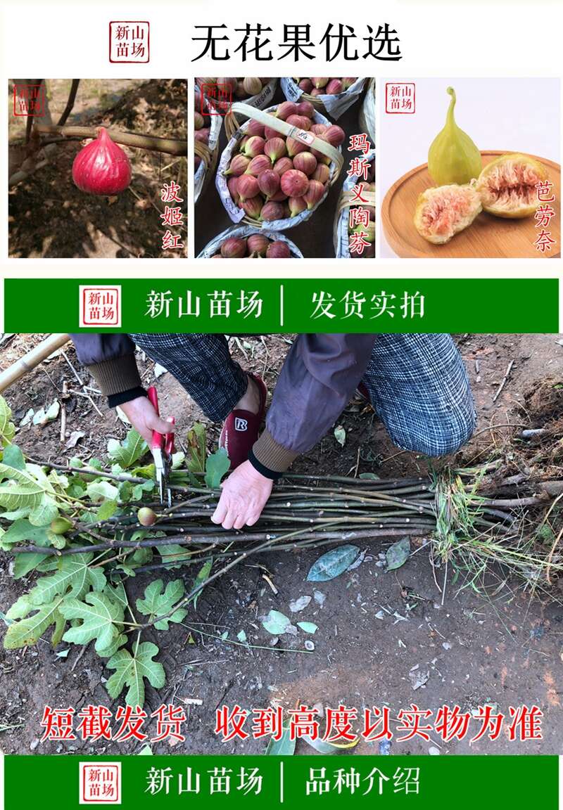 芭劳奈无花果苗 黄金傲芬紫果中紫日紫斯特拉大芭大巴无花果树苗