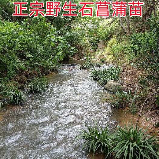 定南县野生天然石菖蒲苗新鲜石菖蒲根龙根干货水培花盆栽中草药材种植苗