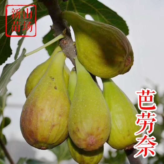 嵊州市芭劳奈无花果苗 黄金傲芬紫果中紫日紫斯特拉大芭大巴无花果树苗