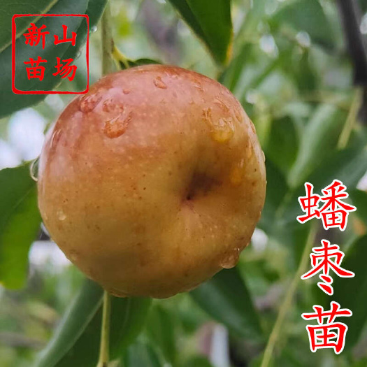 蟠枣树苗 浙江新山苗场扁枣新品种龙蟠冬枣1年2年枣子树苗简介