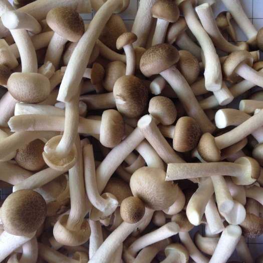 腌制蟹味菇