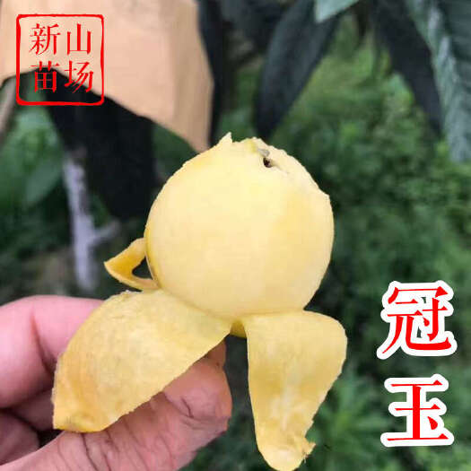 嵊州市冠玉枇杷苗 新品种丰玉 青种嫁接晚熟苏州东山白枇杷树苗基地