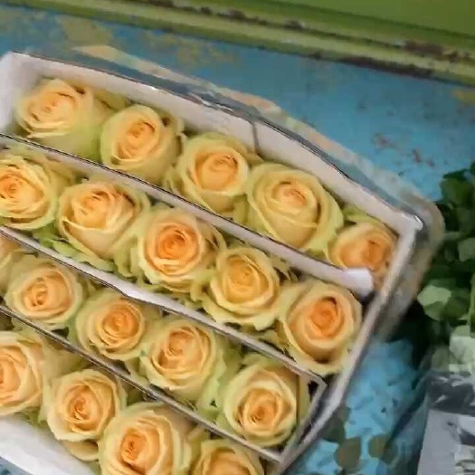 云南玫瑰基地玫瑰香槟玫瑰批发云南鲜花批发彩色玫瑰批发基地直发