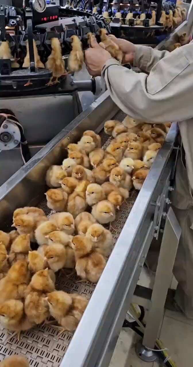 土鸡苗 三黄鸡苗 麻鸡苗 蛋鸡苗 五黑鸡苗 快大肉鸡苗