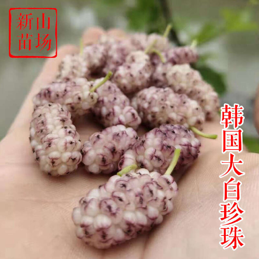 嵊州市韩国大白珍珠果桑苗 新品种白玉王嫁接白桑椹桑葚树苗