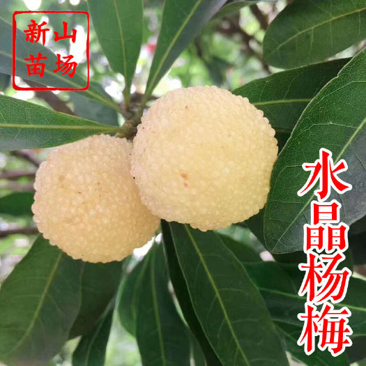 嵊州市水晶白杨梅苗 新品种浙江上虞二都深红种水晶白杨梅树苗