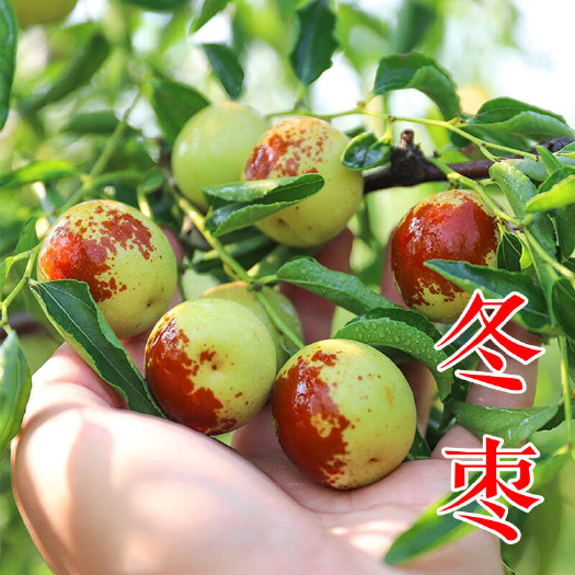 沾化冬枣树苗 梨枣蜂蜜罐葫芦枣二代伏脆蜜中秋酥脆蟠枣2年树苗