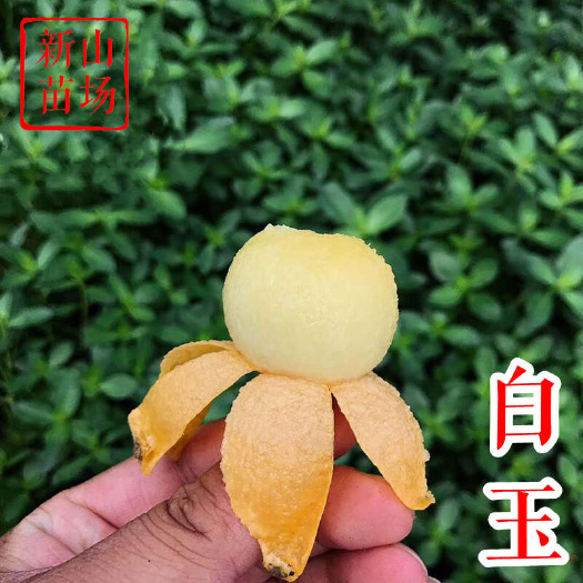白玉枇杷苗 苏州东山金玉丰贵妃白枇杷树苗2 3年树苗新山苗场