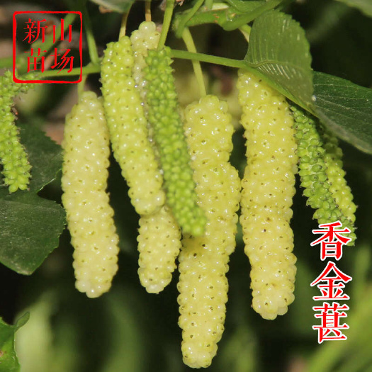 嵊州市香金葚果桑苗 新品种果桑树苗黄金香葚白长果桑椹树苗基地