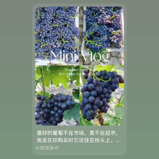 天津七里海玫瑰香葡萄联系电话无籽颗粒饱满