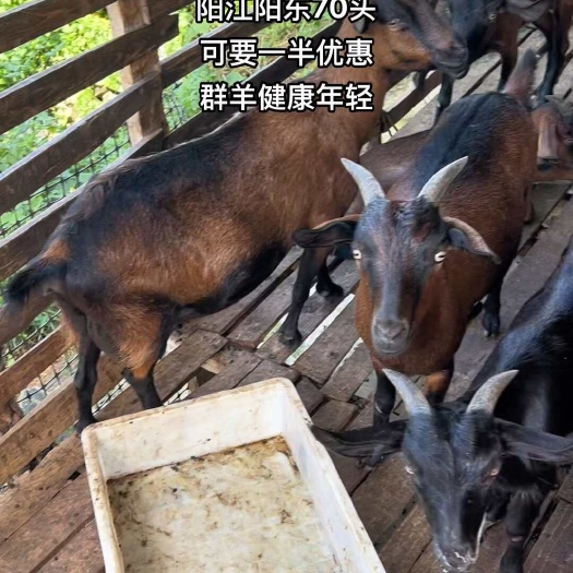 阳江广东阳江地区70头，群羊健康，精品羊，中小羊占一半，可联系