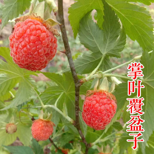 嵊州市掌叶覆盆子苗 新品种覆棚子黄泡果树双季黄红黑树莓苗基地