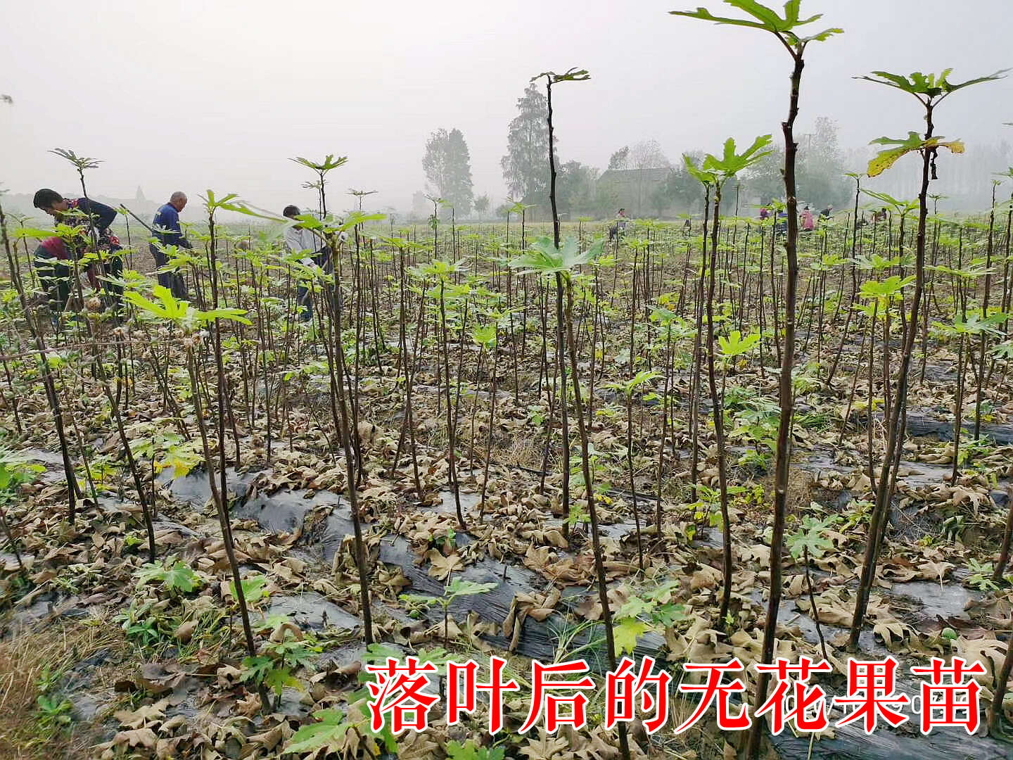 芭劳奈无花果苗 黄金傲芬紫果中紫日紫斯特拉大芭大巴无花果树苗