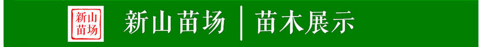 掌叶覆盆子苗 新品种覆棚子黄泡果树双季黄红黑树莓苗基地