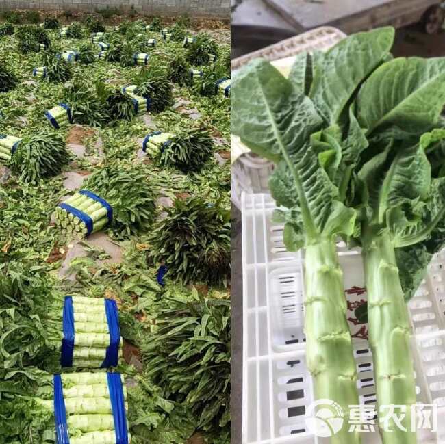 纯青玉圆叶香莴笋种子 耐寒抗病 青皮青肉 清香浓郁 抗裂耐抽