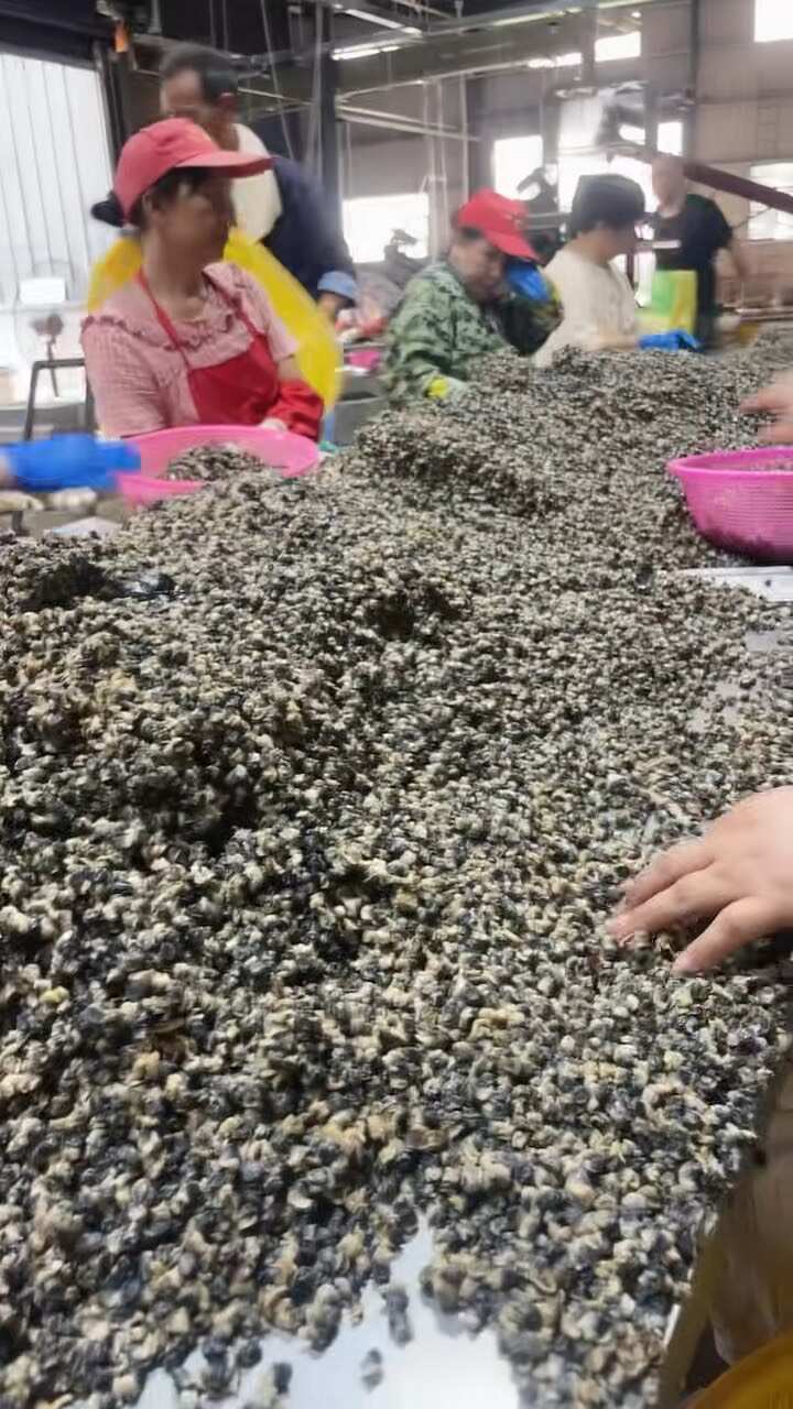 精选石螺肉，人工2次挑选，杂质极少，颜色黑，颗粒饱满