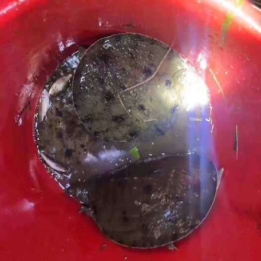 深圳甲鱼