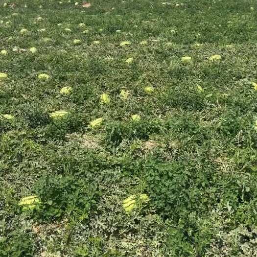 吴忠宁夏沙土瓜