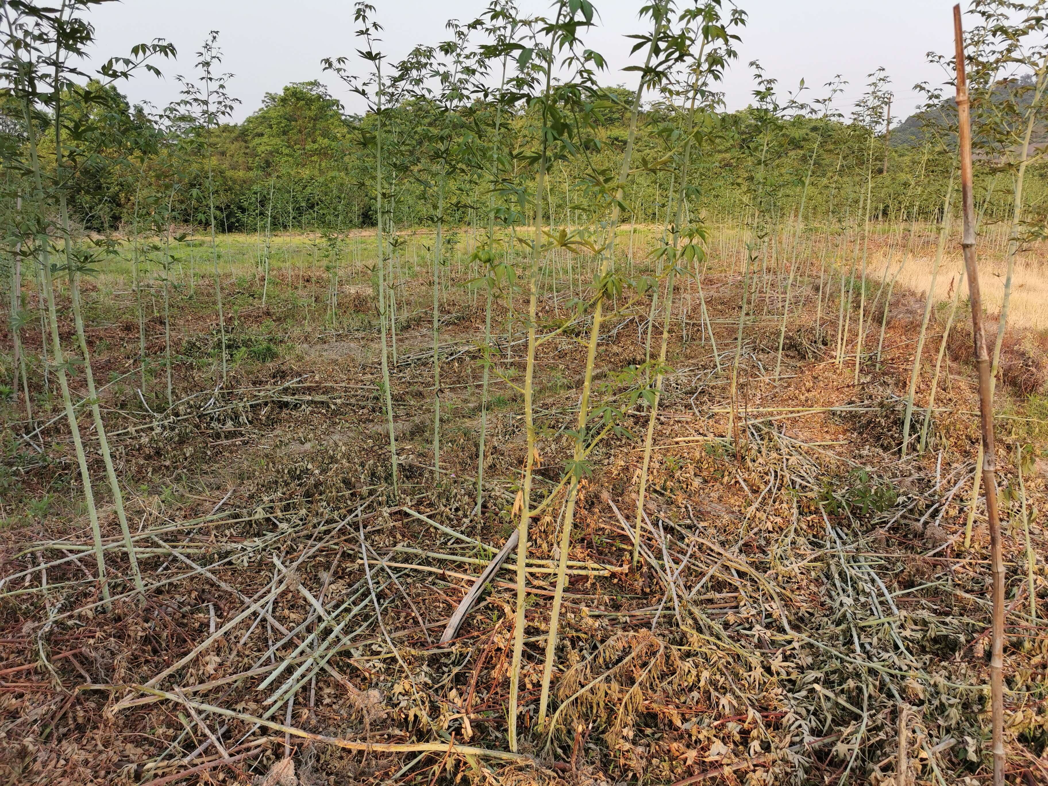 掌叶覆盆子苗 新品种覆棚子黄泡果树双季黄红黑树莓苗基地