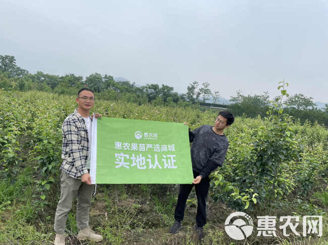 白花油茶苗 长林系列53号40号3号嫁接良种油茶油果树苗