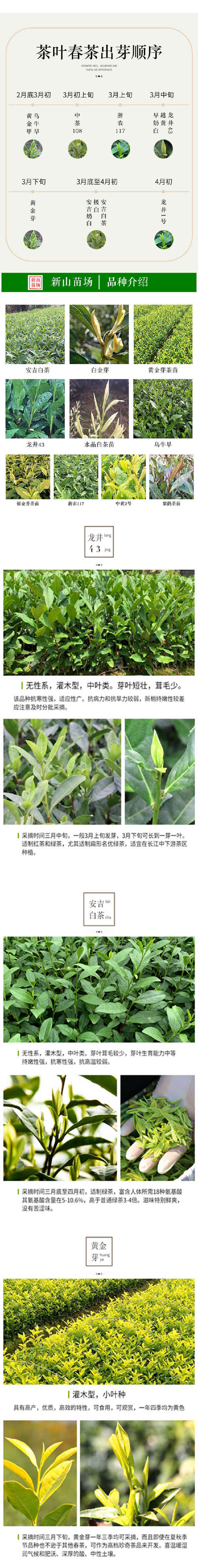 中茶108茶苗 新品种龙井108号猴魁瓜片绿茶树苗茶叶树苗