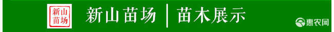 白花油茶苗 长林系列53号40号3号嫁接良种油茶油果树苗