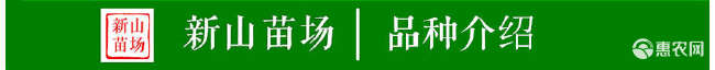 白花油茶苗 长林系列53号40号3号嫁接良种油茶油果树苗