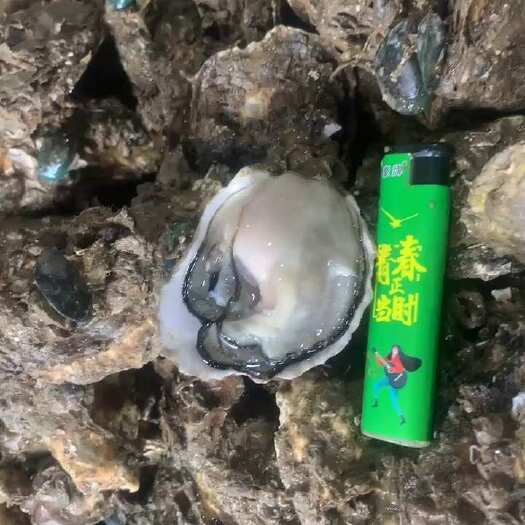 精品薄壳