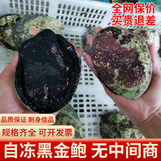 广州【一手货源】新西兰黑金鲍鱼冷冻刺身日料酒店鲍鱼供应一件起批