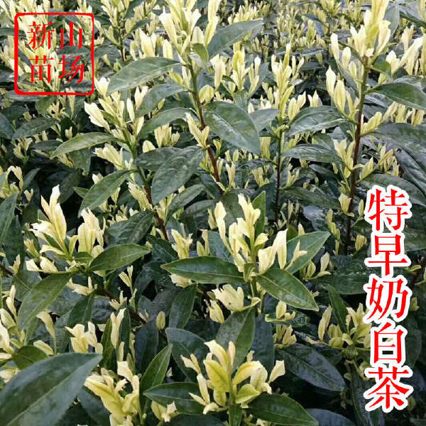 特早奶白茶苗 新品种水晶珍珠奶白极白晶芽冬插公分茶叶树苗基地