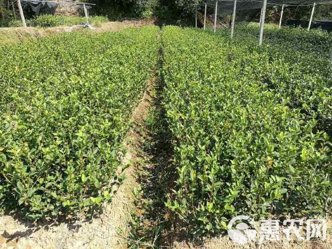 白花油茶苗 长林系列53号40号3号嫁接良种油茶油果树苗