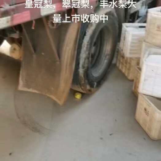 睢宁县皇冠梨，翠冠梨，丰水梨