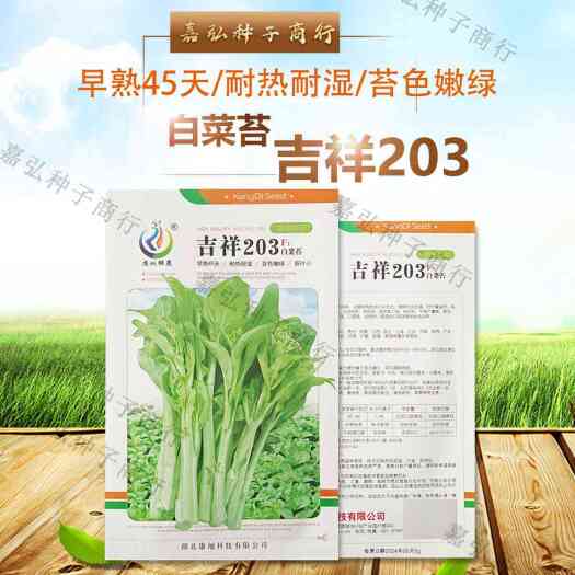 吉祥203白菜苔早熟45天 耐热耐湿 苔色嫩绿 适应性强