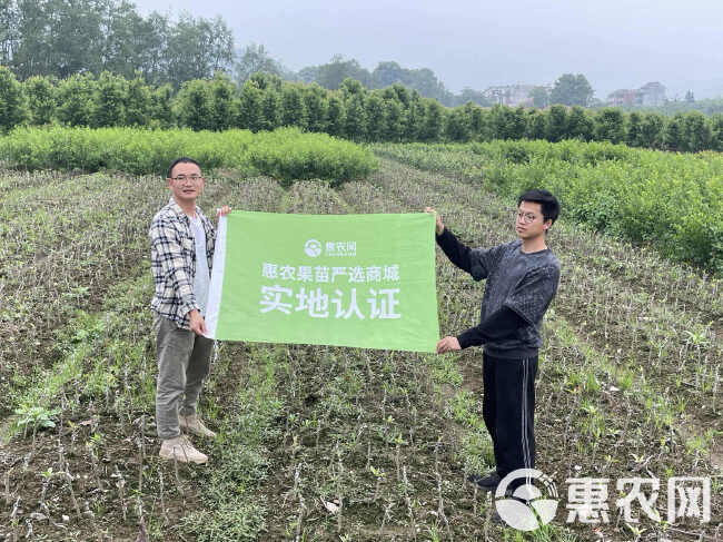 中茶108茶苗 新品种龙井108号猴魁瓜片绿茶树苗茶叶树苗