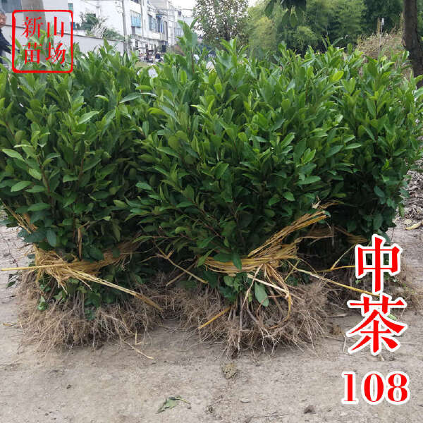 中茶108茶苗 新品种龙井108号猴魁瓜片绿茶树苗茶叶树苗