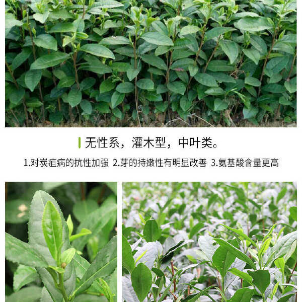 中茶108茶苗 新品种龙井108号猴魁瓜片绿茶树苗茶叶树苗