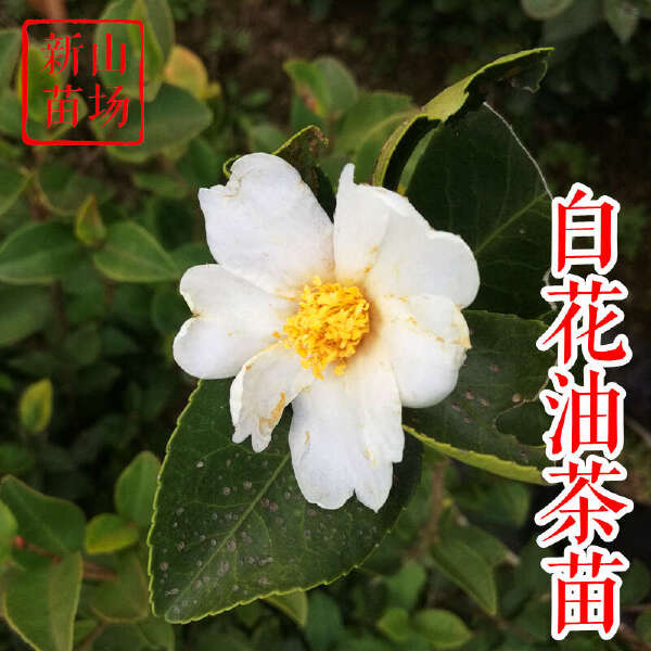 白花油茶苗 长林系列53号40号3号嫁接良种油茶油果树苗