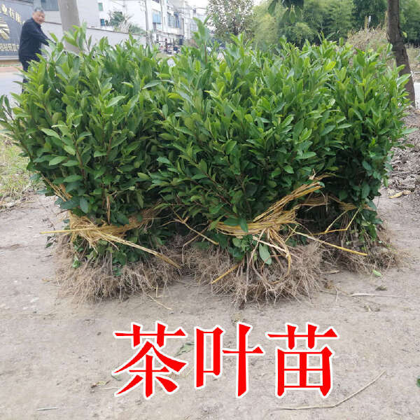 特早奶白茶苗 新品种水晶珍珠奶白极白晶芽冬插公分茶叶树苗基地