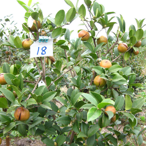 白花油茶苗 长林系列53号40号3号嫁接良种油茶油果树苗