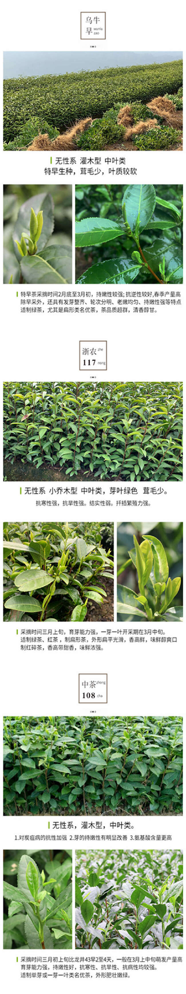 中茶108茶苗 新品种龙井108号猴魁瓜片绿茶树苗茶叶树苗