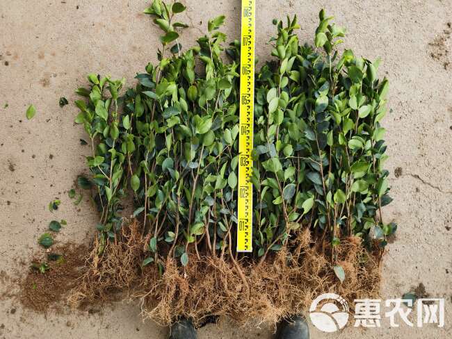 白花油茶苗 长林系列53号40号3号嫁接良种油茶油果树苗