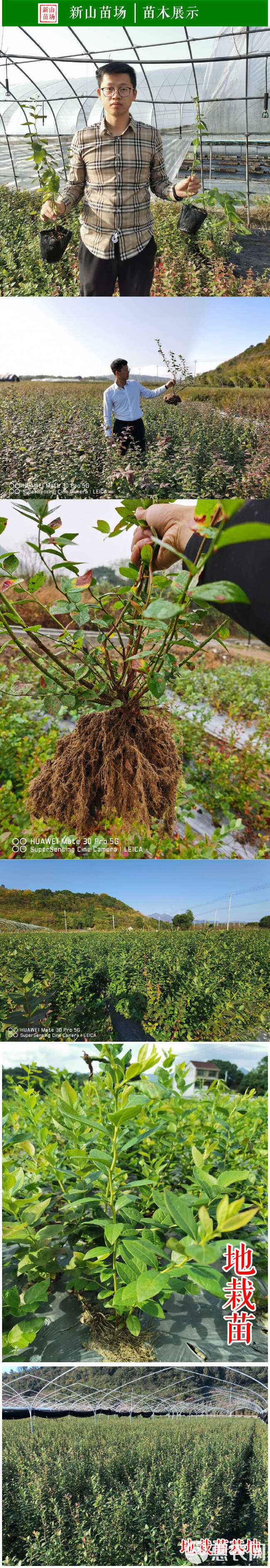 莱格西蓝莓苗 晚熟6月大果莱宝2年3年带土蓝莓营养杯钵树苗