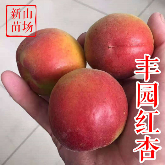 嵊州市丰园红杏苗 新品种北寨红肉崂 山二号红皮丹霞红杏子树苗基地