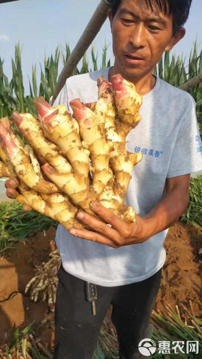 新大黄姜 基地直发 货量充足 加工泡菜 加工厂优选