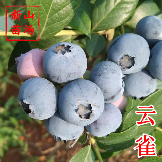 嵊州市云雀蓝莓苗 早熟大果2年3年4年带土南高丛蓝莓树苗营养杯钵苗
