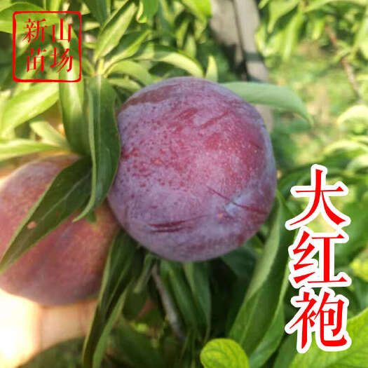 嵊州市大红袍李子苗 自花大果中国李魁红李沸腾李美国蛇李子树苗红布林